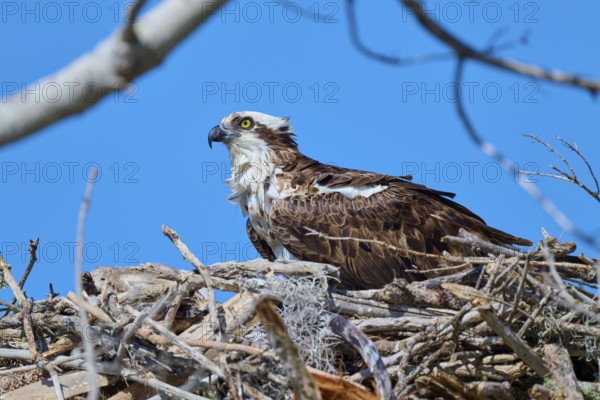 An osprey sits comfortably in its nest of branches under a clear sky, Osprey (Pandion haliaetus),