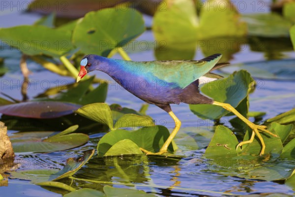 A vividly coloured bird walks on green leaves in the water, Lesser Sultana (Porphyrio martinica),