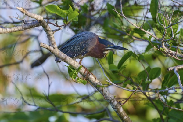 Bird sitting on a branch surrounded by green leaves, light falls through the foliage, Green Heron