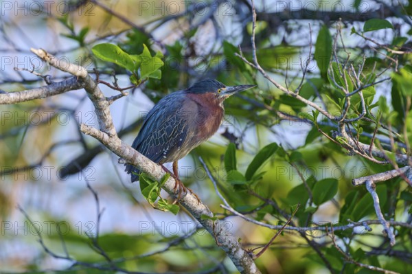 A bird rests on a branch surrounded by fresh green leaves and soft light, Green Heron (Butorides