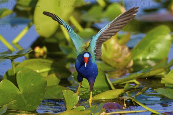A bright bird with raised wings moves on green leaves, Lesser Sultana (Porphyrio martinica),