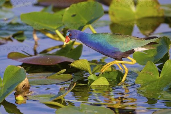 A colourful bird crosses the water surface on green leaves, Lesser Sultana (Porphyrio martinica),