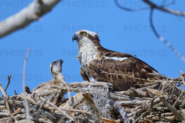 An osprey with its young in the nest in front of a clear sky, Osprey (Pandion haliaetus),