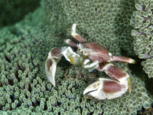 Red and white crab, spotted porcelain crab (Neopetrolisthes maculatus), on a green sea anemone.