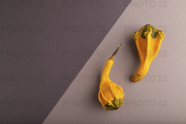 Two decorative orange Pumpkins on beige and gray pastel paper background, top view, flat lay, copy