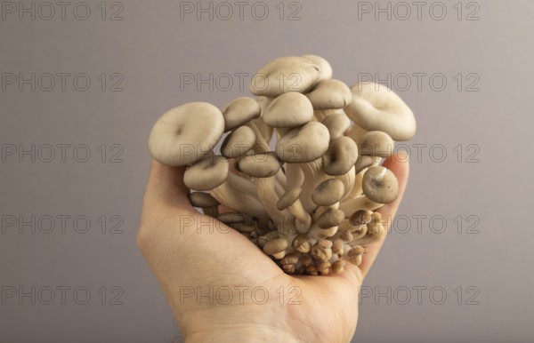 Raw Oyster mushroom, Pleurotus ostreatus with hand on gray pastel paper background. Side view, copy