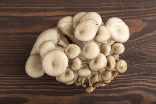 Raw Oyster mushroom, Pleurotus ostreatus on brown wooden background. Top view, flat lay, close up,