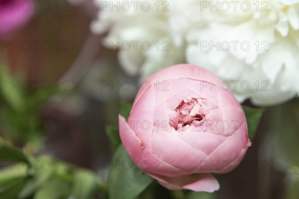 Beautiful pink purple peony Salmon Dream flower. Closeup. Blurred background, selective focus