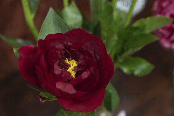 Beautiful red, burgundy peony The Mackinac Grand flower. Closeup. Blurred background, selective