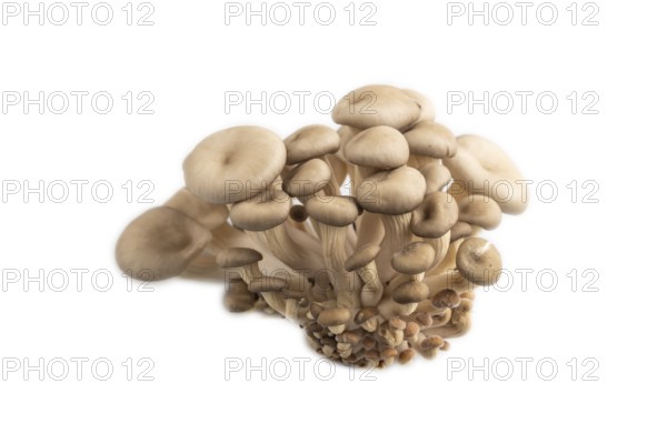 Raw Oyster mushroom, Pleurotus ostreatus isolated on white background. Side view, close up,