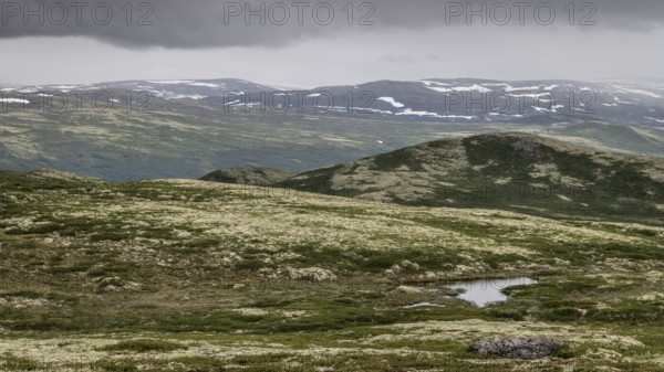 Vast fell or mountain landscape, ground vegetation with Reindeer lichen (Cladonia rangiferina),