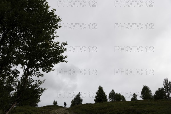 Silhouette of a pilgrim in the distance, trees, pilgrimage route Olavsweg or Olavsleden, old
