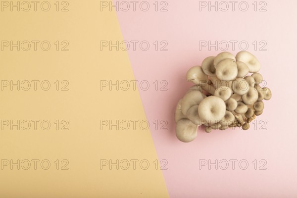 Raw Oyster mushroom, Pleurotus ostreatus on pink and orange pastel paper background. Top view, flat
