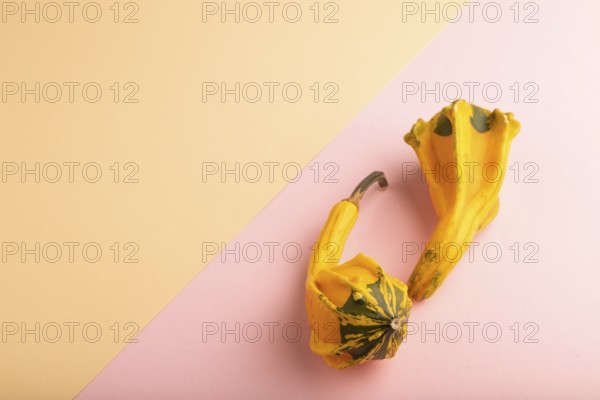 Two decorative orange Pumpkins on pink and orange pastel paper background, side view, copy space,