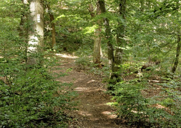 Wanderweg im Wandergebiet Rotenfels im Naturpark Soonwald-Nahe in der Pfalz. Traisen, Landkreis Bad