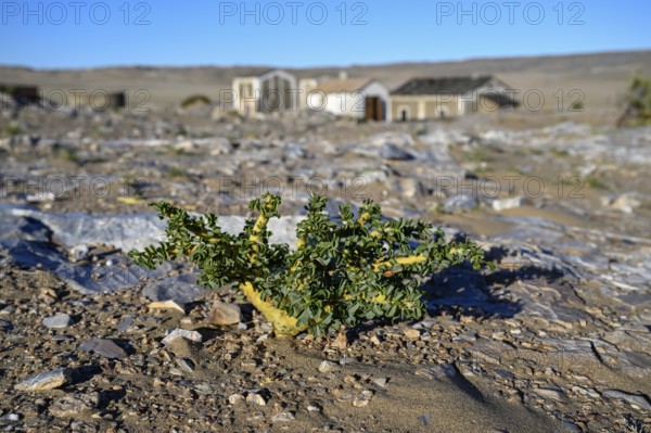 Buschmannkerze (Sarcocaulon mossamedense), Grillenthal, Diamentensperrgebiet, bei Lüderitz, Region