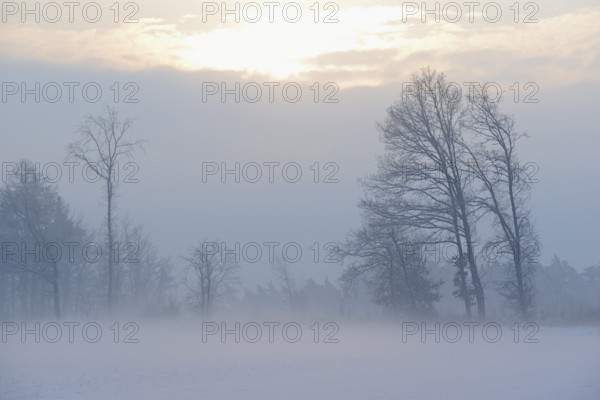 Winterlandschaft im Licht der Morgensonne, aufsteigender Bodennebel über einem Feld,
