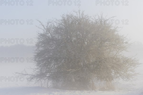 Winterlandschaft, schneebedeckter Weißdorn (Crataegus), aufsteigender Bodennebel,