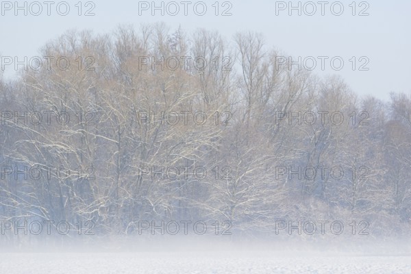 Winterlandschaft, Bodennebel steigt vor schneebedeckten Bäumen auf, Nordrhein-Westfalen,