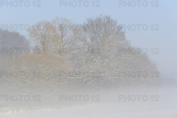 Winterlandschaft, Bodennebel steigt vor schneebedeckten Bäumen auf, blauer Himmel,