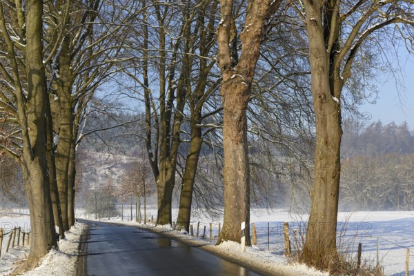 Wintertag, Baumallee bei winterlichen Straßenverhältnissen, blauer Himmel, Nordrhein-Westfalen,
