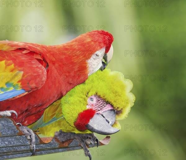 Military macaw (Ara militaris) and Scarlet Macaw (Ara macao) showing affection, Costa Rica, Central