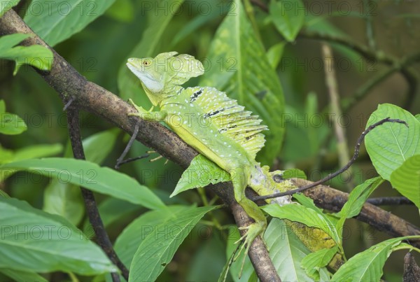 Plumed Basilisk (Basiliscus plumifrons) on a tree branch, Costa Rica, Central America