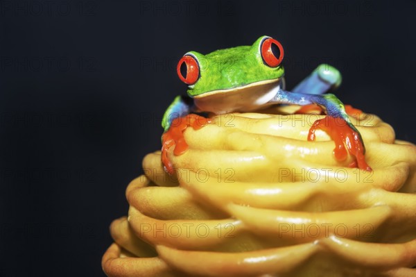 Red eyed tree frog (Agalychins callydrias) on yellow flower, Costa Rica