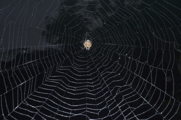 Tropical Red and Black Orb-weaving Spider (Eriophora fuliginea) weaving, Costa Rica, Central
