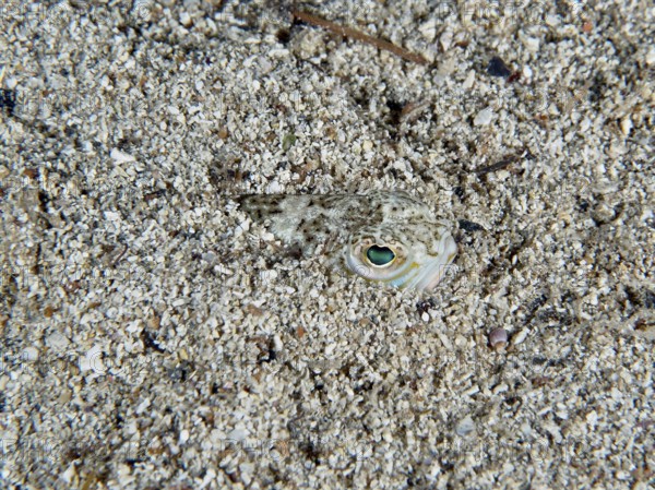 Ein Petermännchen (Trachinus draco), Gifttier, mit grünlichen Augen eingegraben im Sand. Tauchplatz