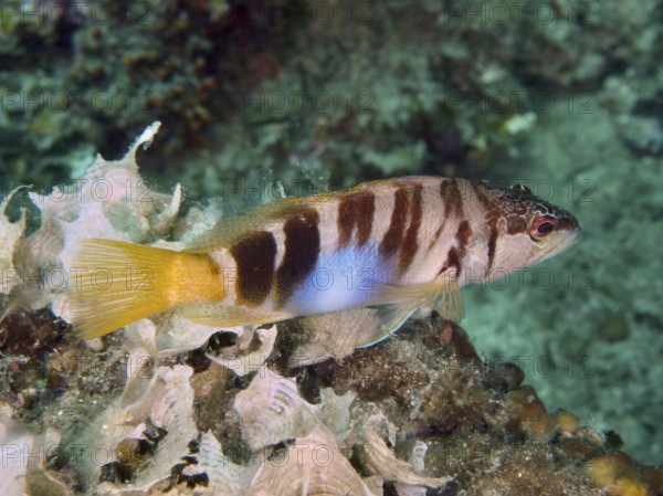 Fisch mit gelbem Schwanz und Streifenmuster, Schriftbarsch (Serranus scriba), schwimmt über Algen.