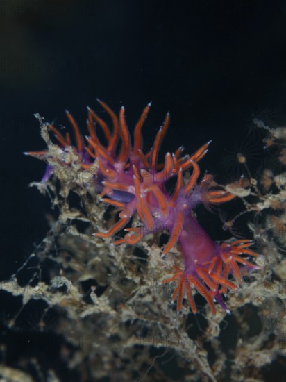 Eine leuchtend orange-violette Meeresschnecke, Rotviolette Fadenschnecke (Edmundsella pedata), die