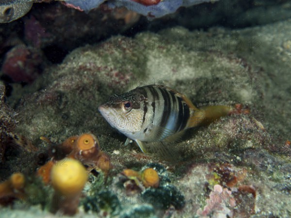 Ein gestreifter Fisch, Schriftbarsch (Serranus scriba), der sich in einer Unterwasserlandschaft