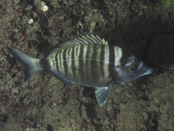 Ein gestreifter Fisch, Spitzbrasse (Diplodus puntazzo), schwimmt über den Meeresboden. Tauchplatz