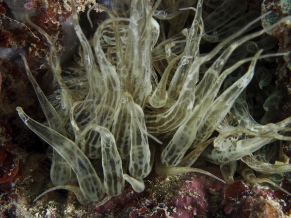Durchscheinende Siebanamone (Aiptasia mutabilis) mit wirbelnden Formen in einer Unterwasserumgebung