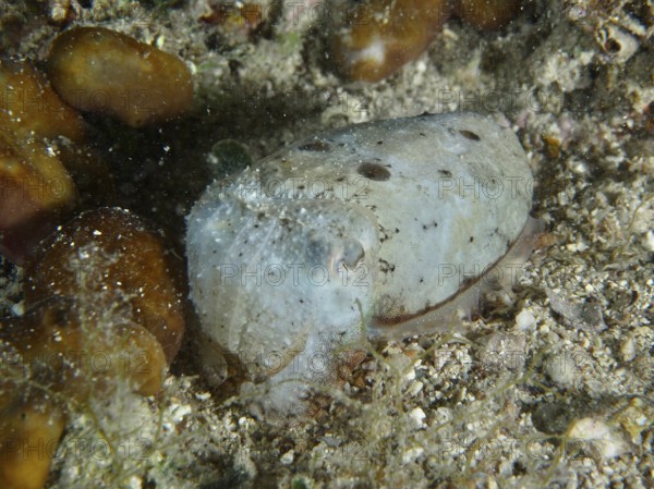 Sepia, Gewöhnlicher Tintenfisch (Sepia officinalis) juvenil auf sandigem Boden. Tauchplatz
