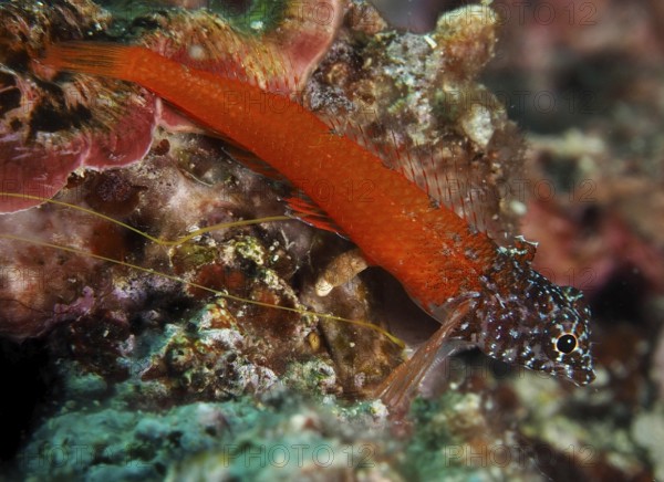 Schwarzkopf-Schleimfisch (Microlipophrys nigriceps), Schleimfisch, liegt auf einem Riff im Meer.