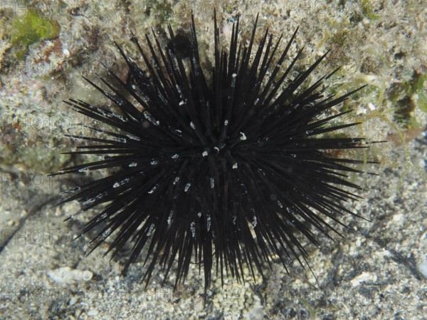 Ein schwarzer Seeigel (Arbacia lixula) mit langen Stacheln auf dem Meeresboden. Tauchplatz