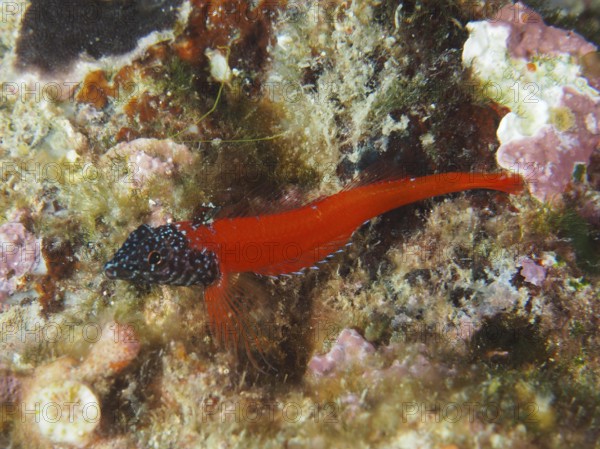 Ein Schwarzkopf-Schleimfisch (Microlipophrys nigriceps), Schleimfisch, auf einem algenbedeckten