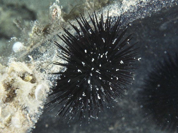 Schwarzer stacheliger Seeigel (Arbacia lixula) haftet an einer Unterwasserstruktur. Tauchplatz