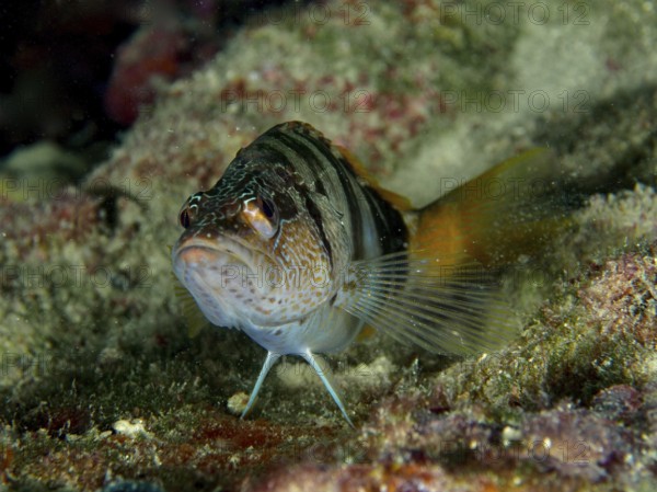 Schriftbarsch (Serranus scriba) mit markantem Streifenmuster auf einem Riff. Tauchplatz Hausriff,