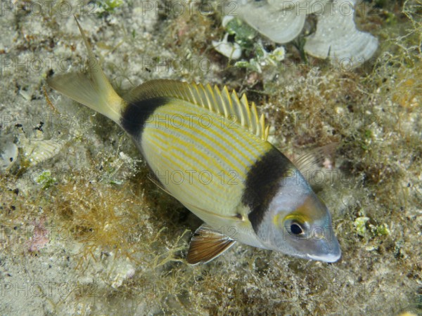 Eine Zweibindenbrasse (Diplodus vulgaris) mit buntem Muster schwimmt über den Meeresboden.