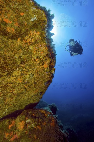 Unterwasserfoto von Taucherin betrachtet beleuchtet Unterwasserfelsen ist von Gelbe Krustenanemonen