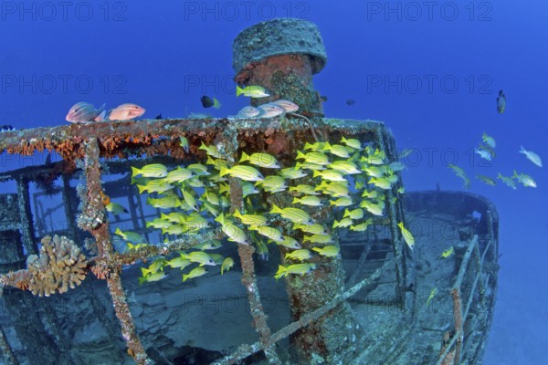 Unterwasserfoto von Wrack Schiffswrack Silver Star vor Nordküste von Mauritius, für Tauchsport