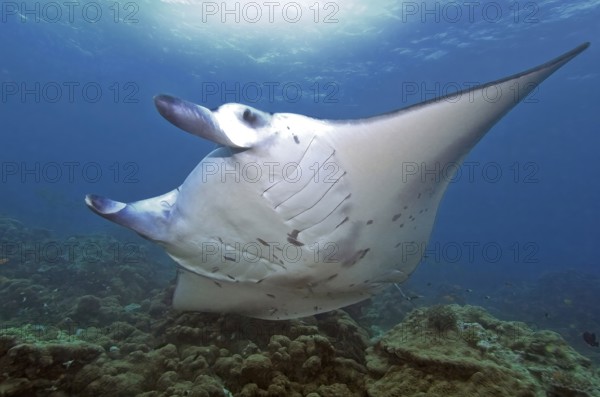 Unterwasserfoto von großer Teufelsrochen (Mobula birostris) Synonym Manta Mantarochen schwimmt an