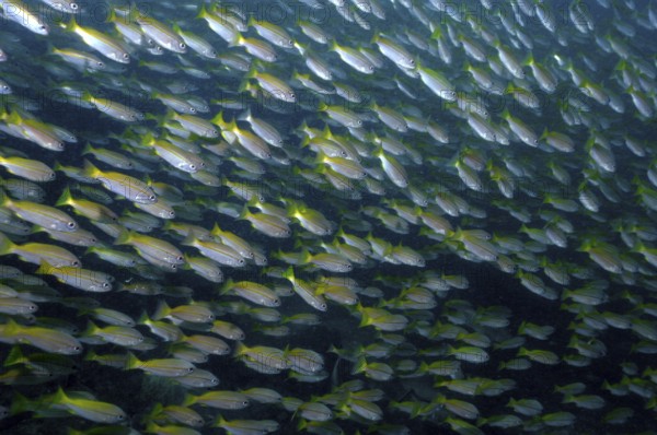 Unterwasserfoto von großer Schwarm von Gemeiner Gewöhnlicher Schnapper (Lutjanus lutjanus),