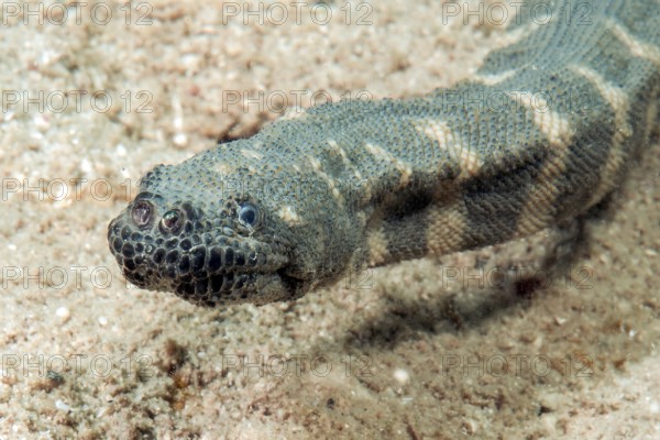 Unterwasserfoto Nahaufnahme von Kopf von Indische Warzenschlange (Acrochordus granulatus)