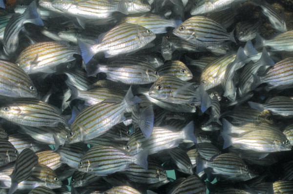 Unterwasserfoto Nahaufnahme von dichtgedrängter Schwarm Großaugenschnapper (Lutjanus lutjanus),