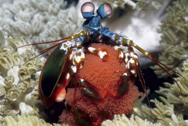 Unterwasserfoto Nahaufnahme von bunter farbenfroher Schmetter-Fangschreckenkrebs (Odontodactylus