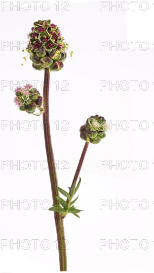 Kleiner Wiesenknopf Pimpernell (Sanguisorba minor), Pimpinelle, Blüte, Deutschland